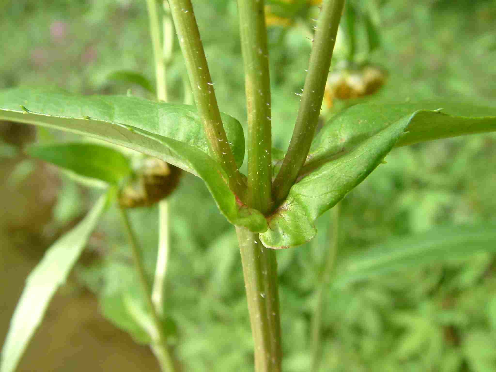 Euonymus fortunei 4