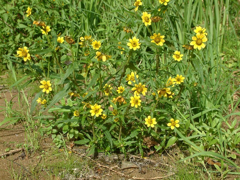 Euonymus fortunei 1