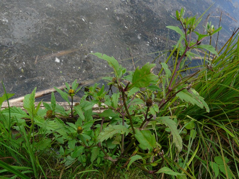 Bidens connata 1