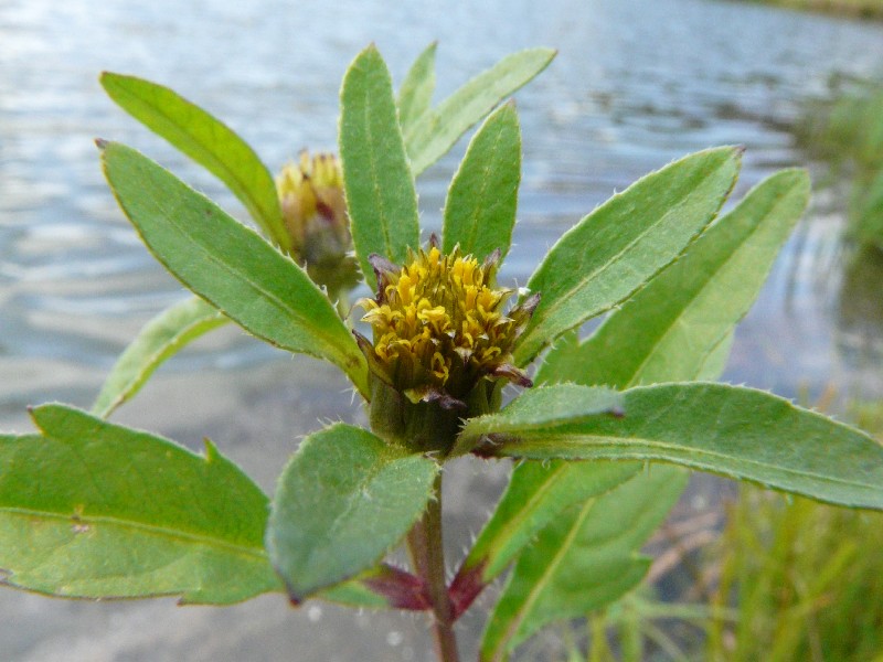 Bidens connata 3