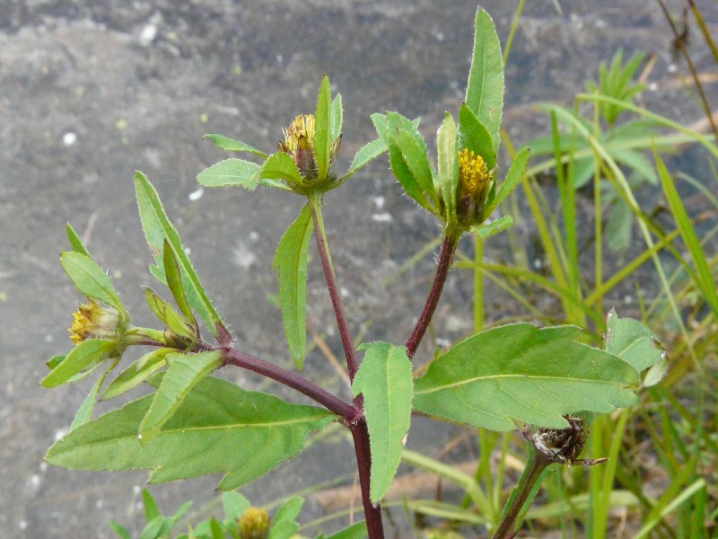 Bidens connata 2