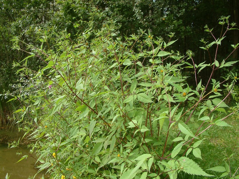 Euonymus fortunei 1