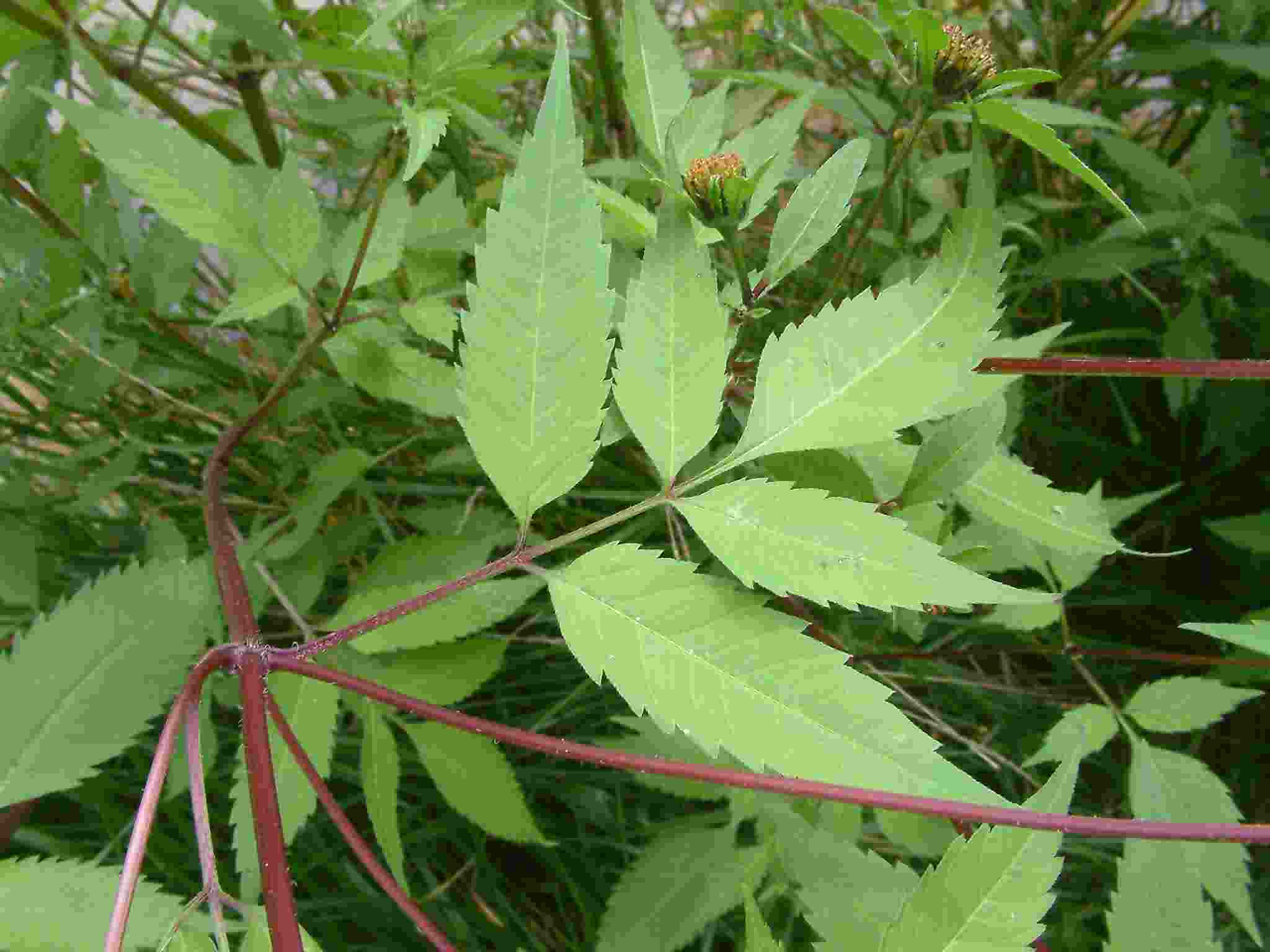 Euonymus fortunei 3