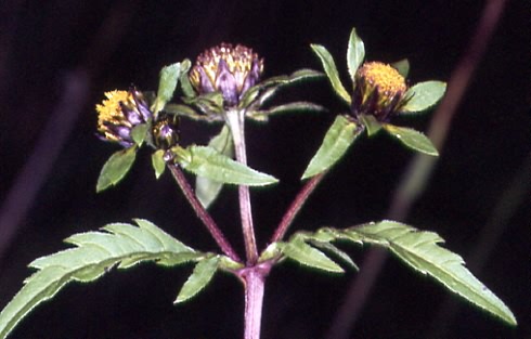 Bidens tripartita