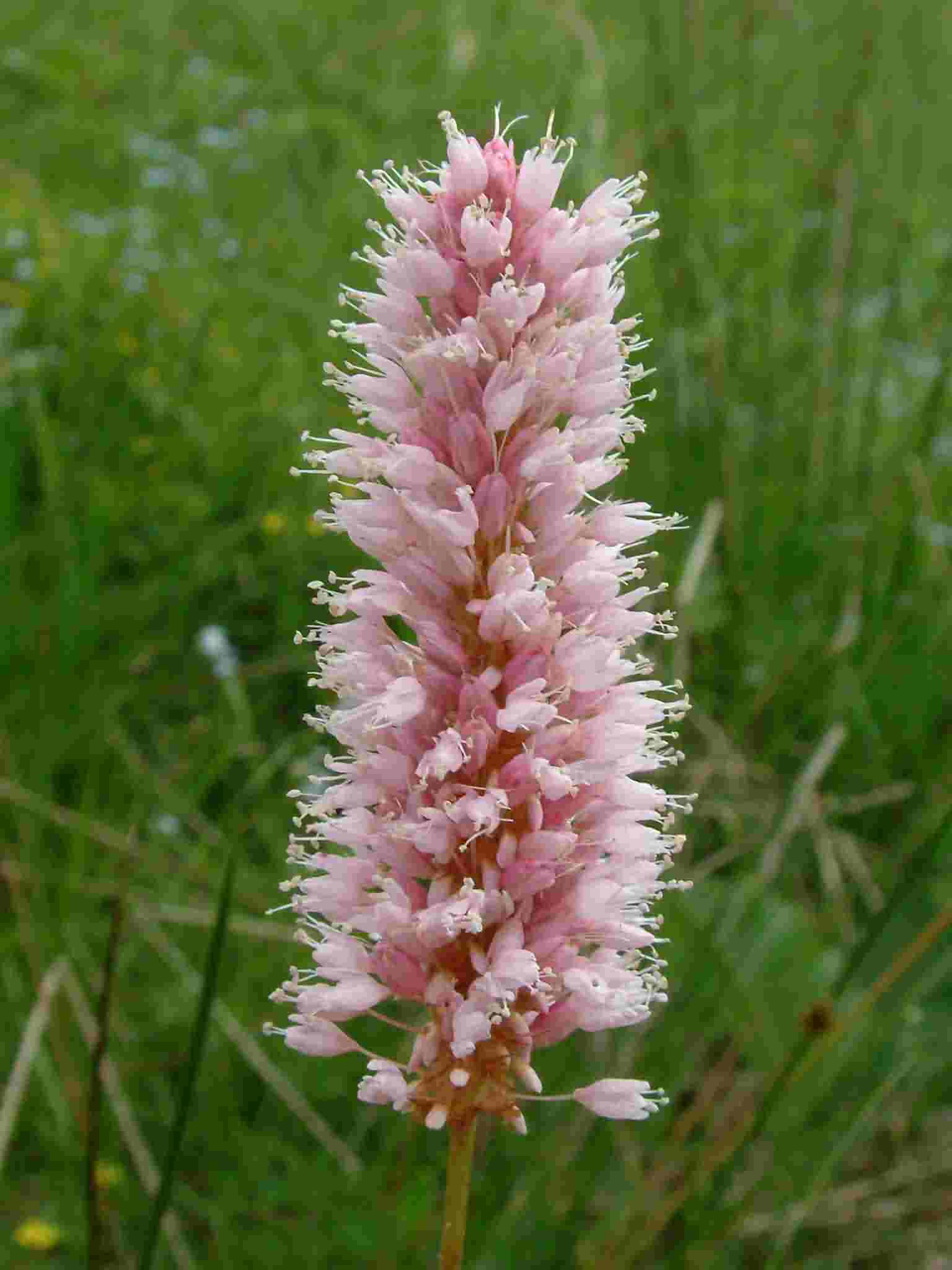 Bistorta officinalis 2