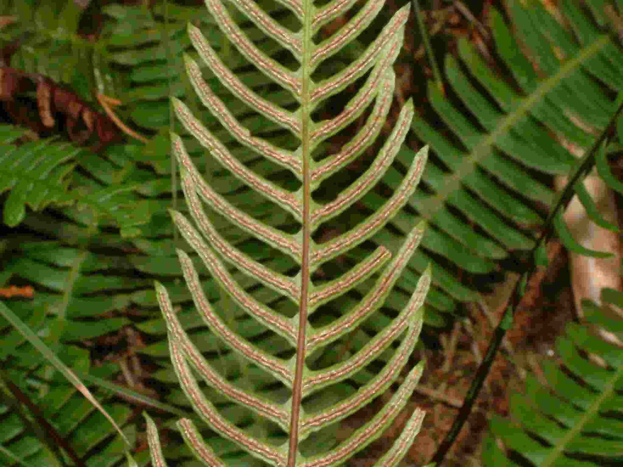 Blechnum spicant 2