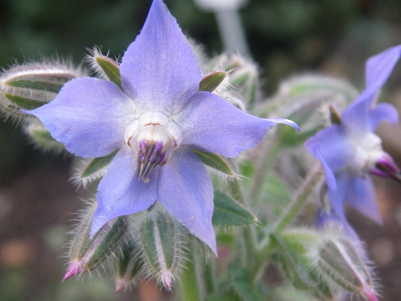 Borago officinalis 2