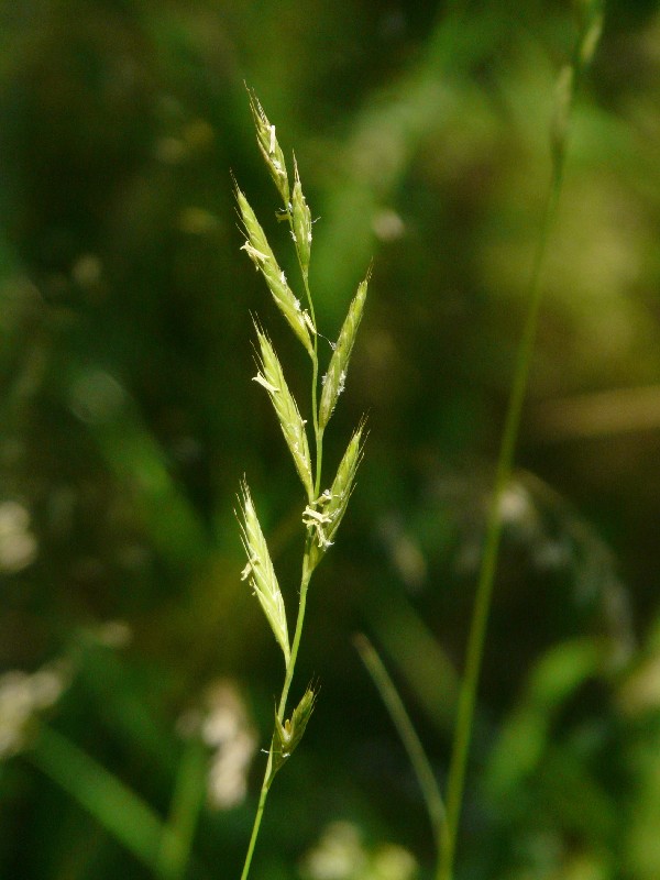 Brachypodium pinnatum 1