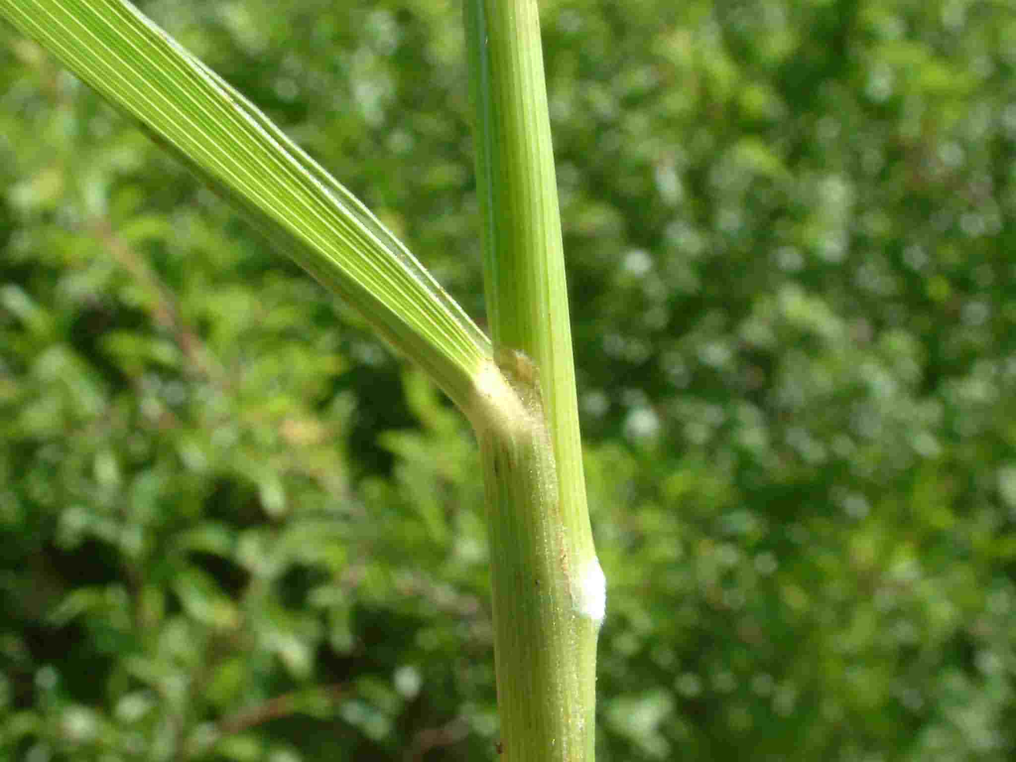 Brachypodium pinnatum 3
