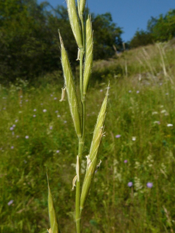 Brachypodium pinnatum 2