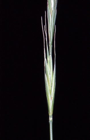 Brachypodium sylvaticum 2