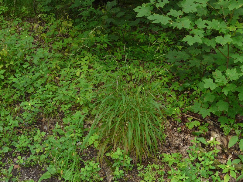 Brachypodium sylvaticum 1