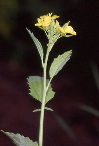 Brassica nigra 1