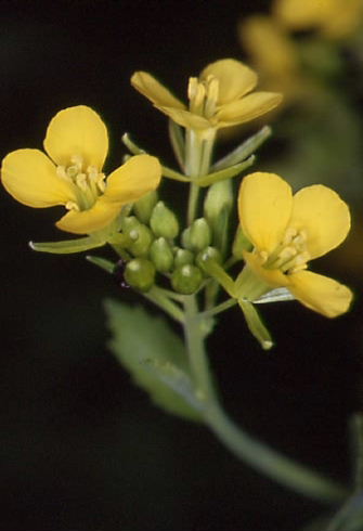 Brassica nigra 2