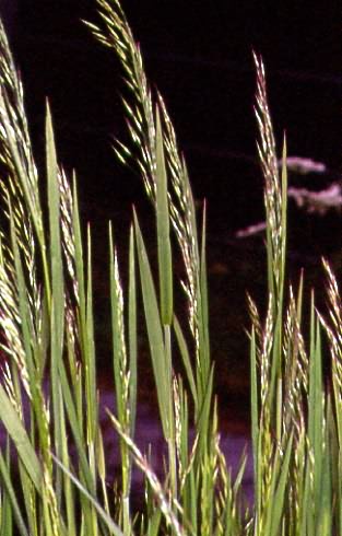 Bromus arvensis