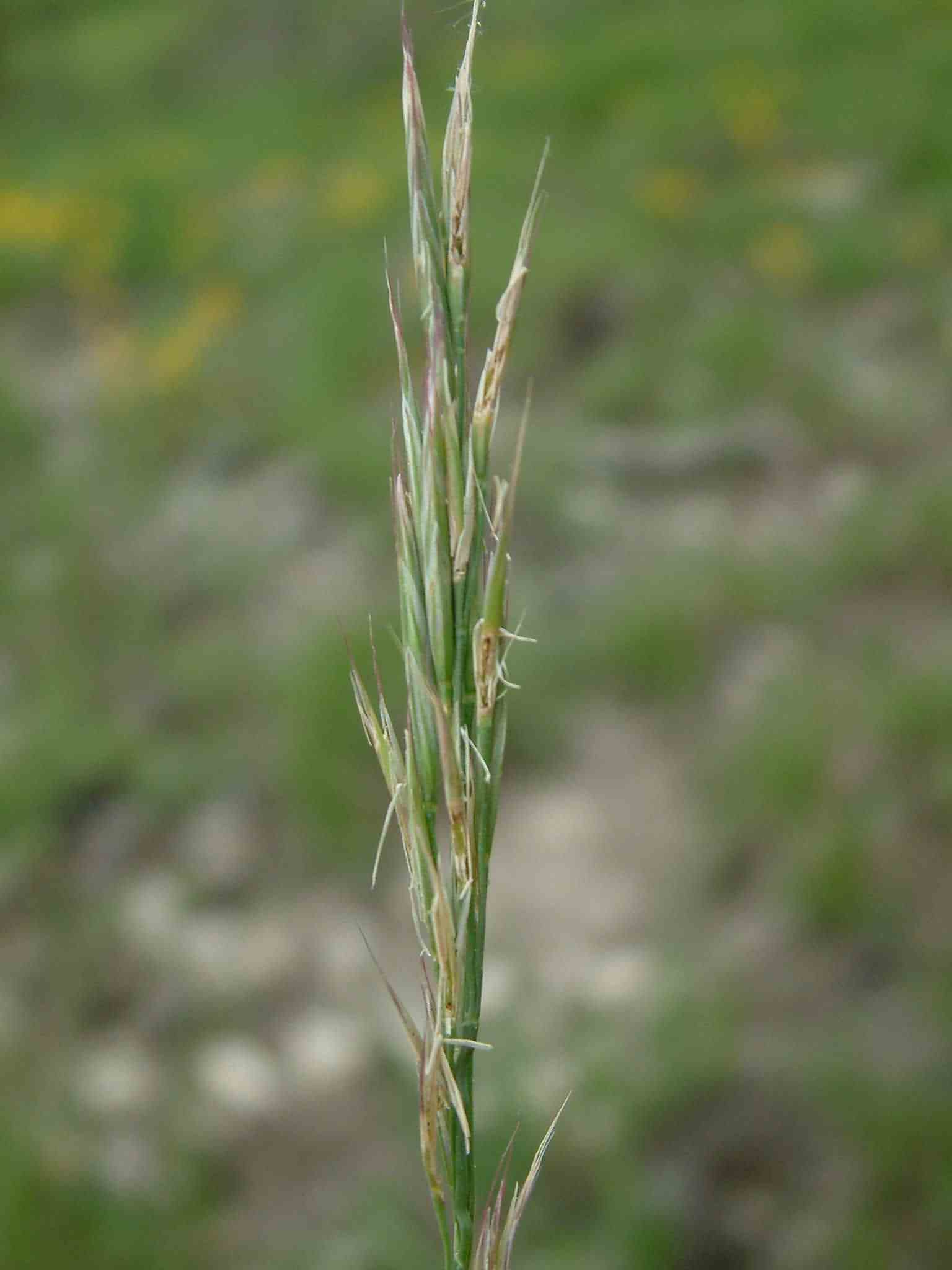 Bromus erectus 1