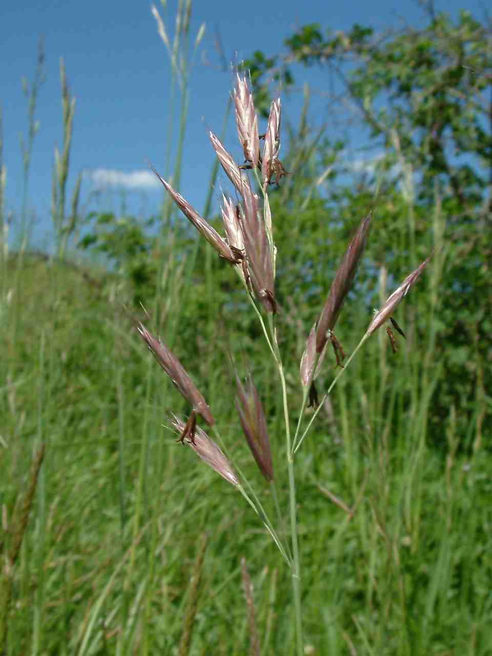 Bromus erectus 2