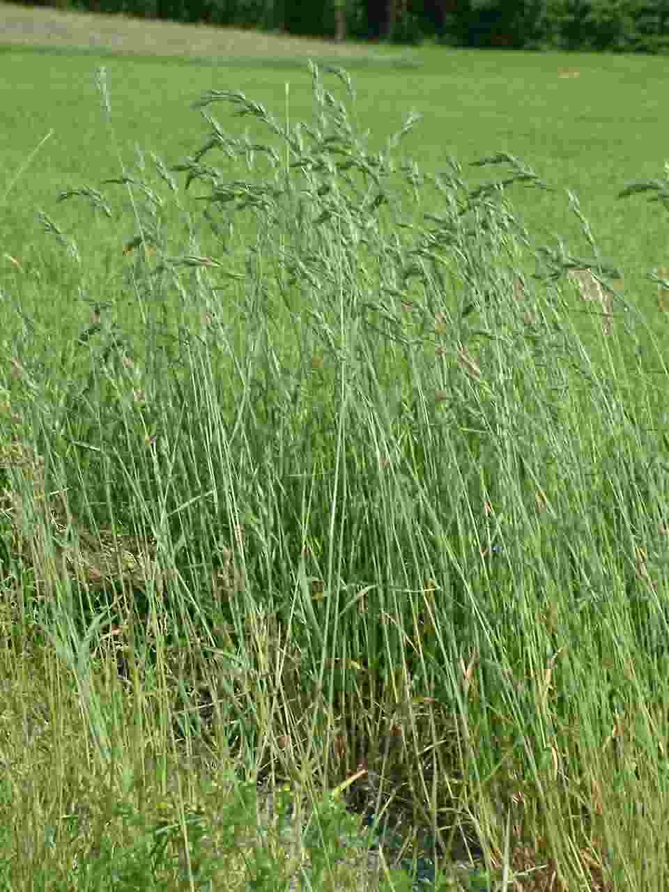 Bromus hordeaceus 1