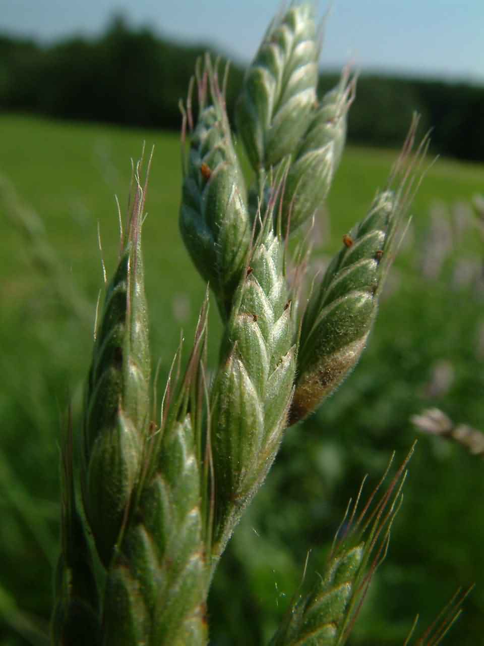 Bromus hordeaceus 2