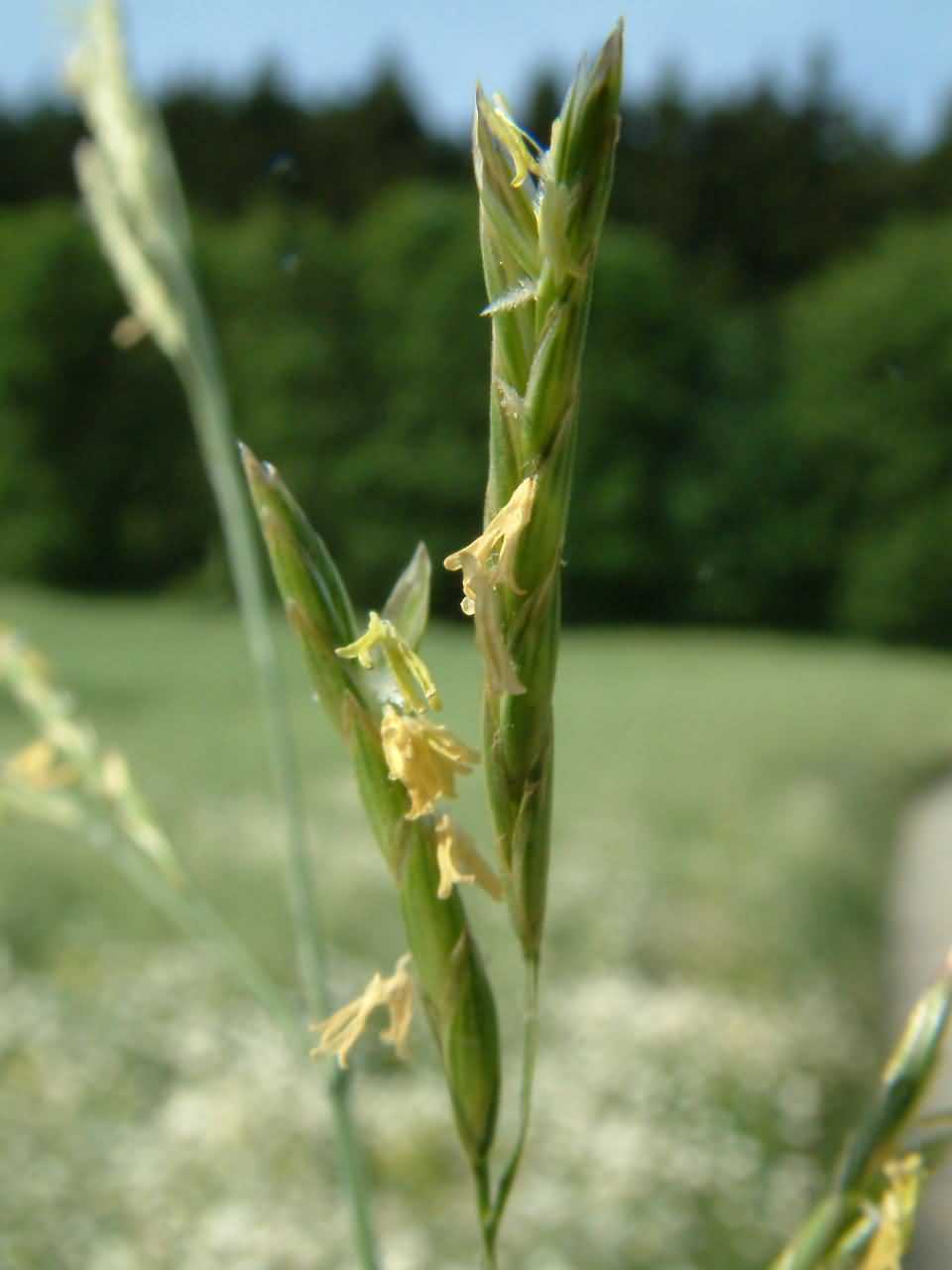 Bromus inermis 2