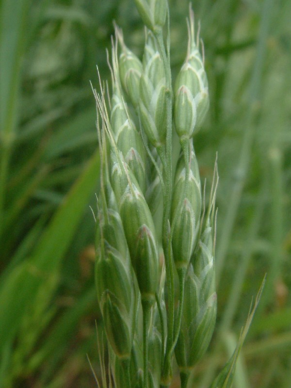 Bromus secalinus 2