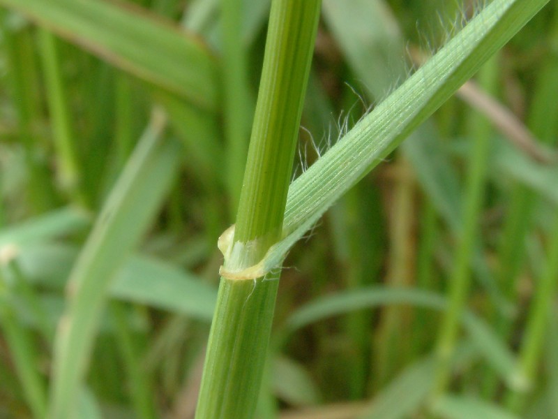 Bromus secalinus 4