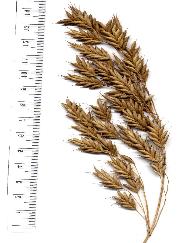 Bromus secalinus 5