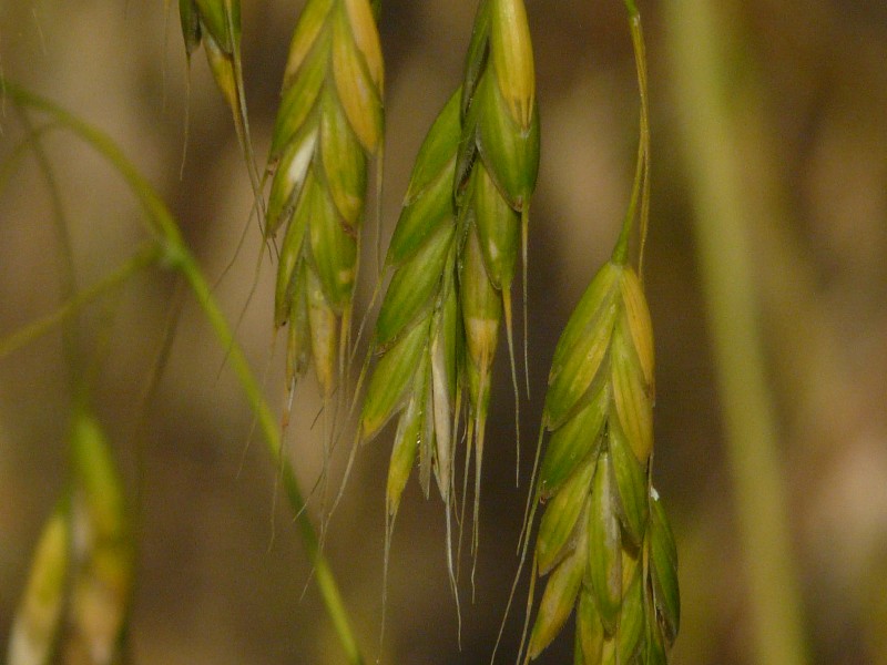 Bromus secalinus 3