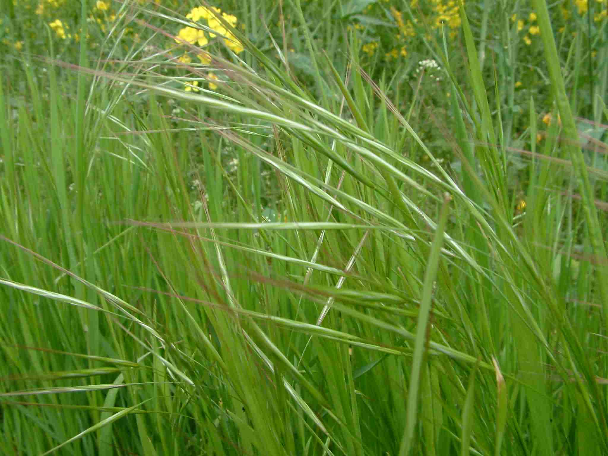 Bromus sterilis 1