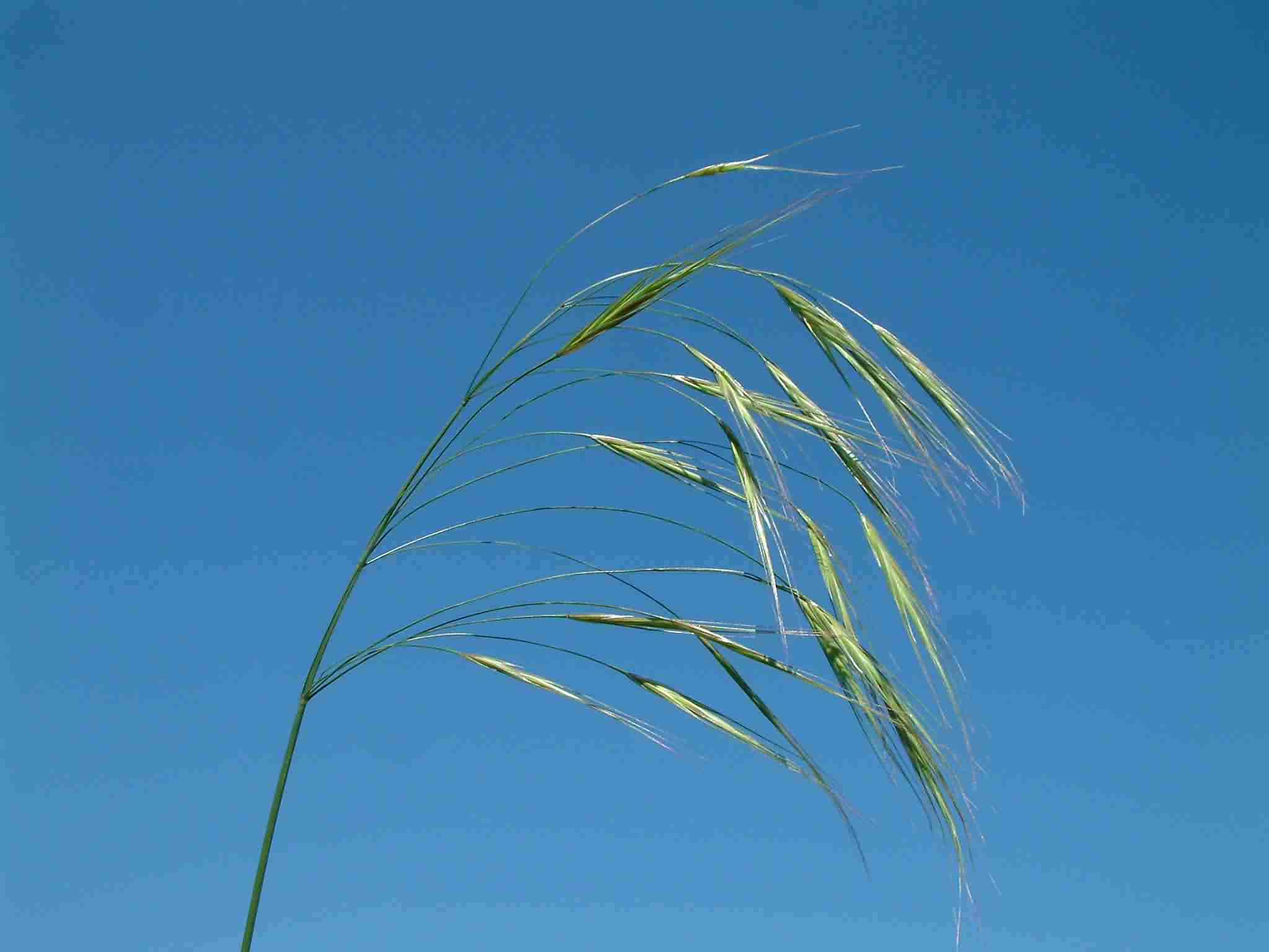 Bromus sterilis 2