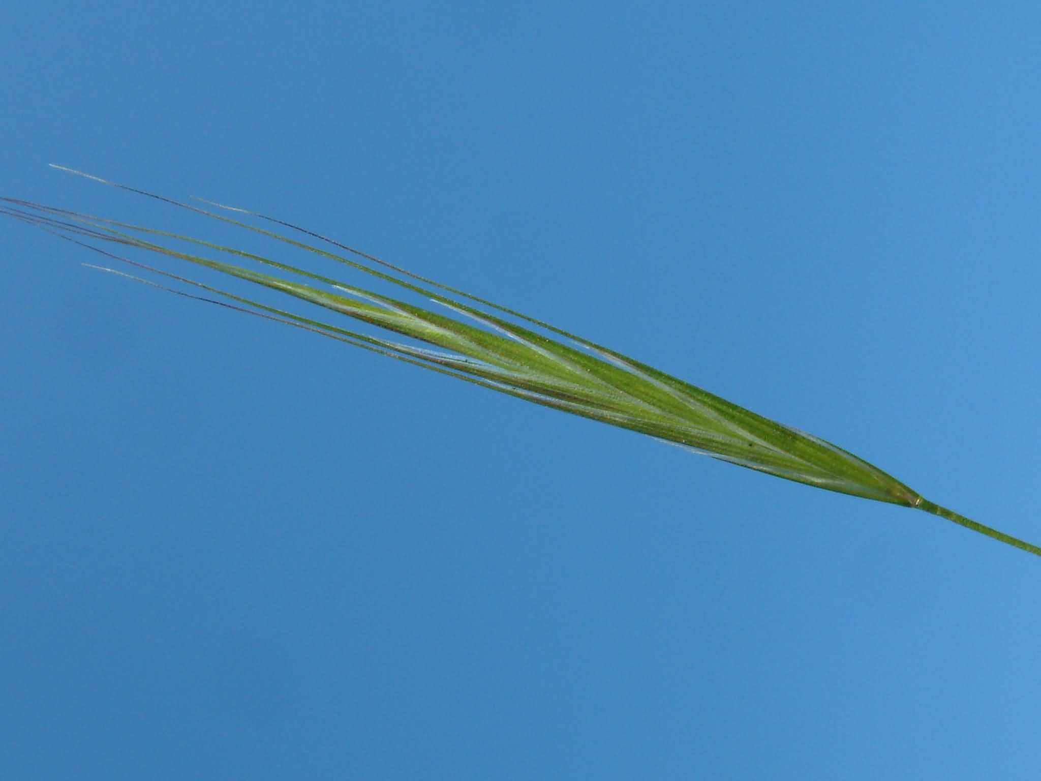 Bromus sterilis 3