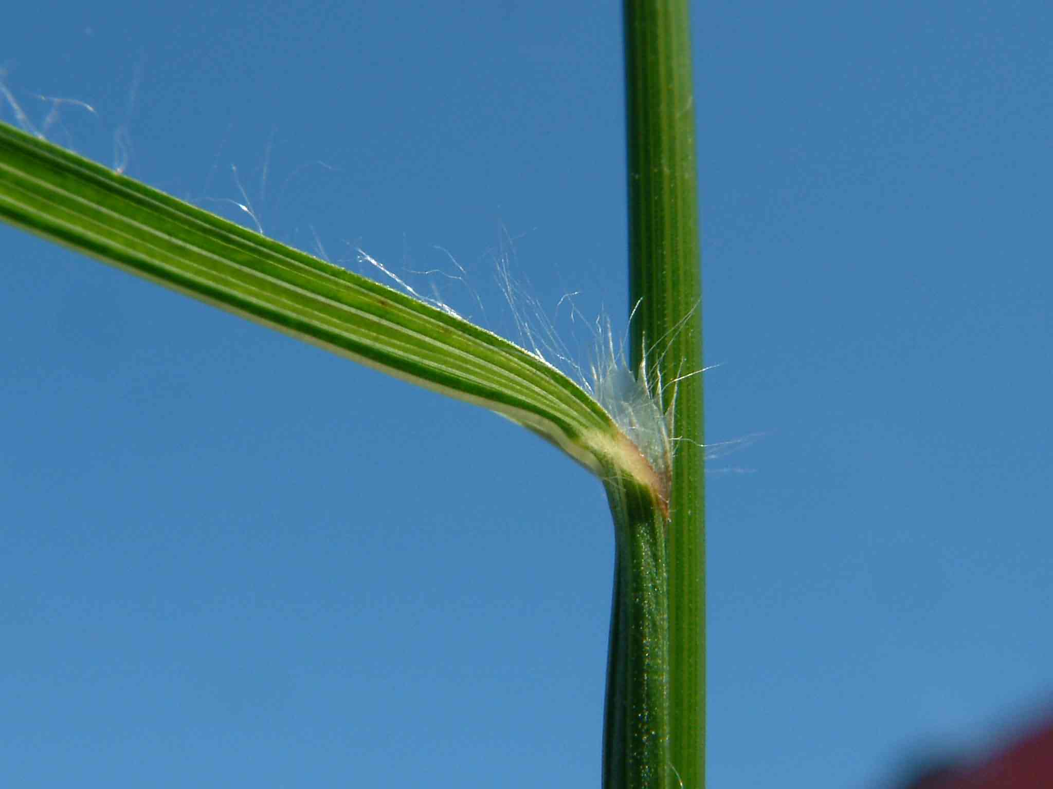 Bromus sterilis 4