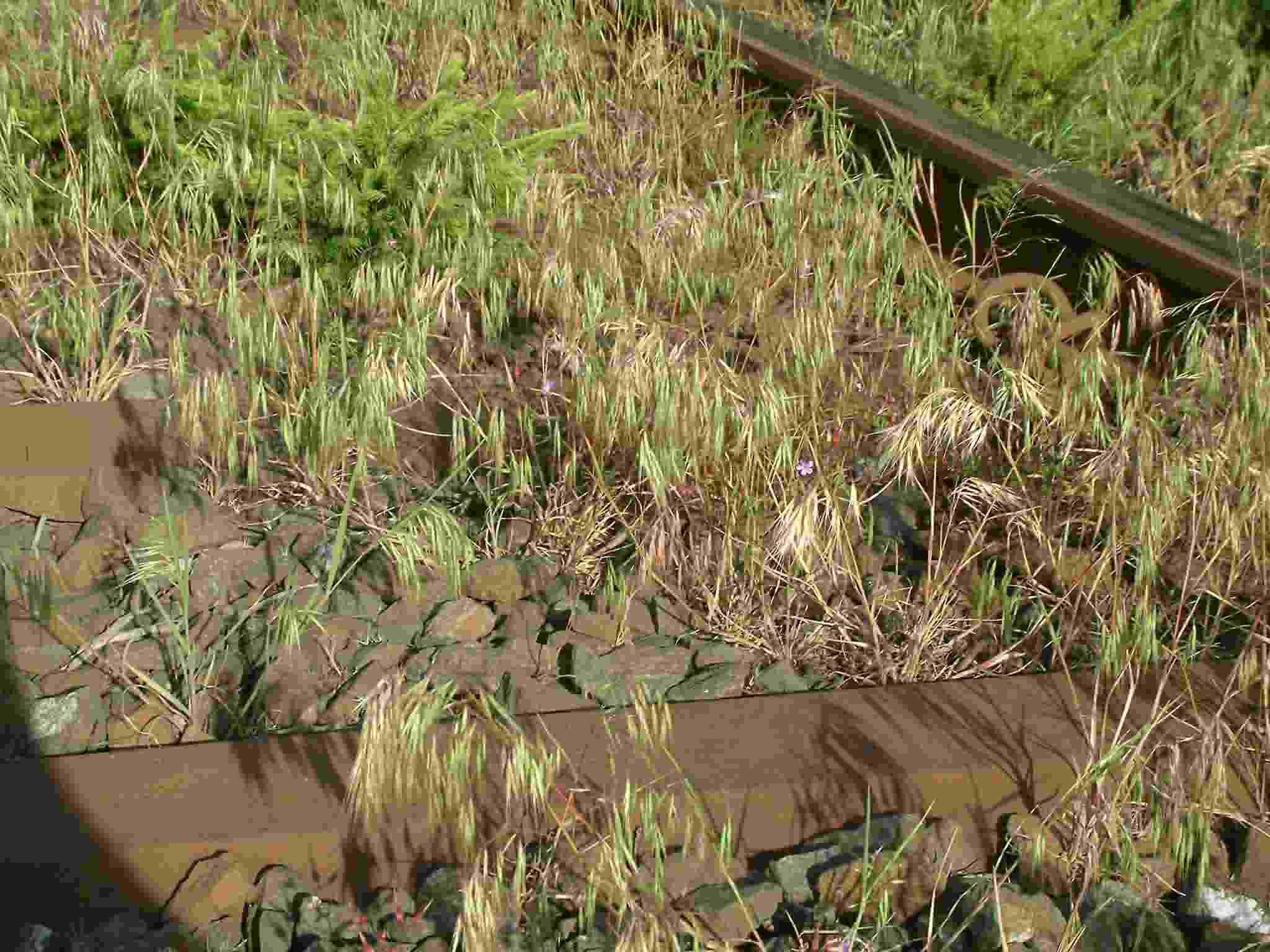 Bromus tectorum 2