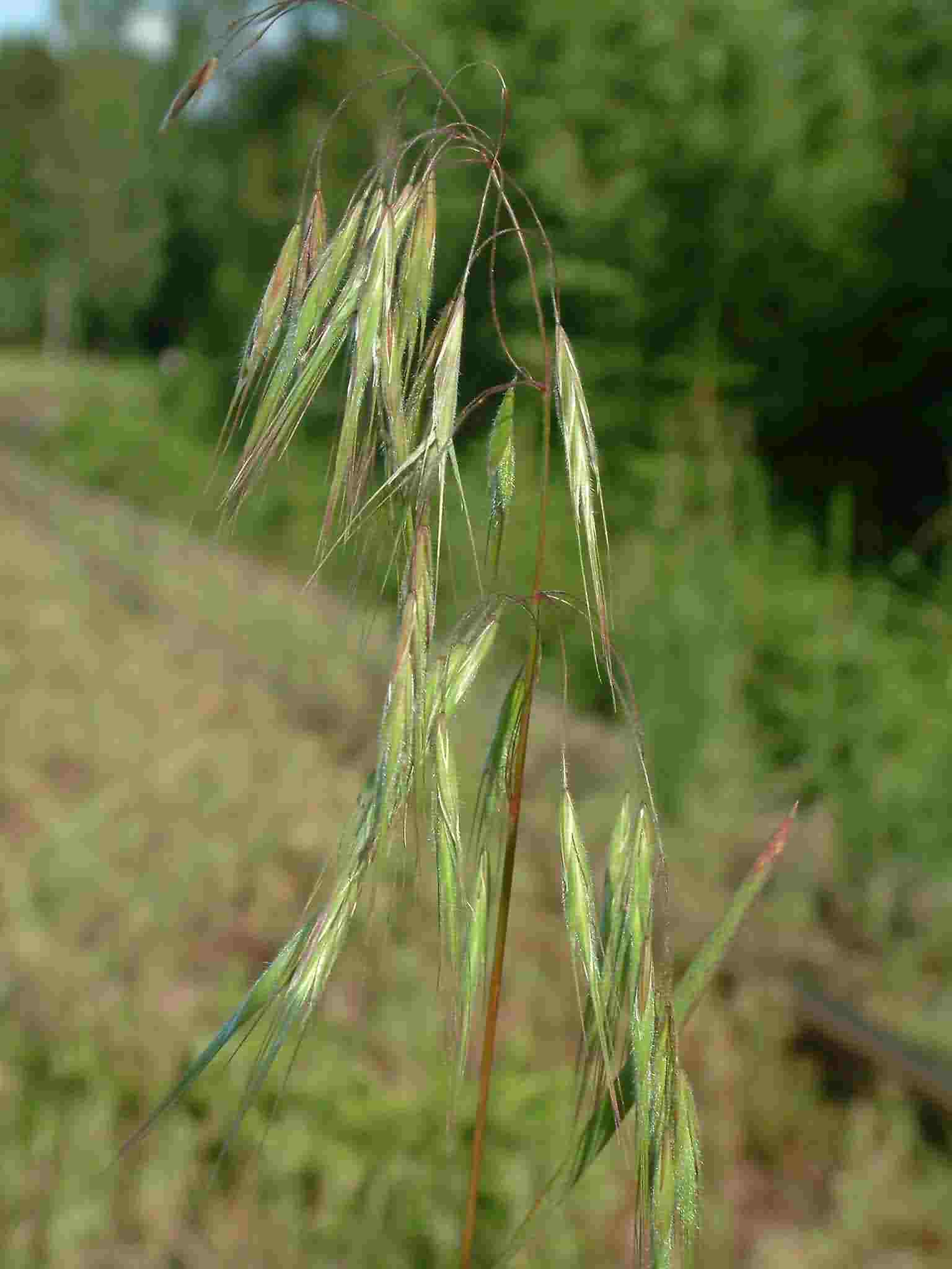 Bromus tectorum 3