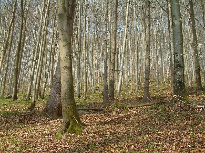 Waldmeister-Buchenwald 1