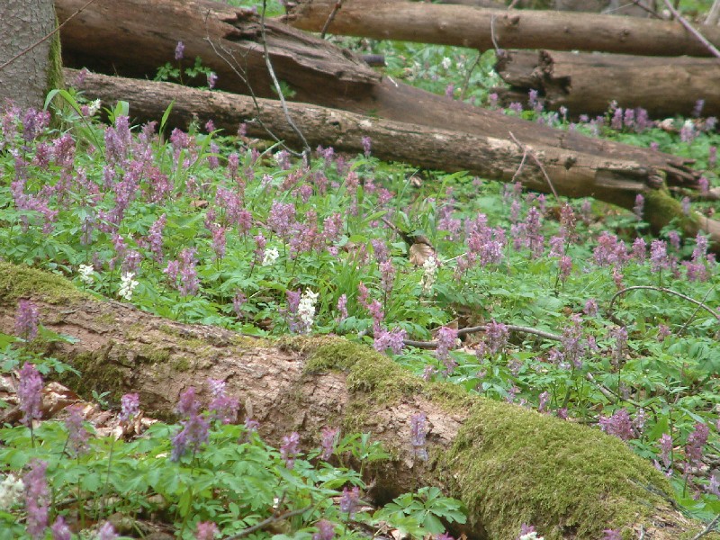 Waldmeister-Buchenwald 2