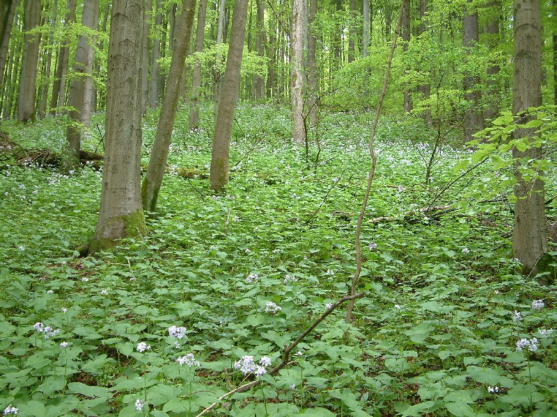 Waldmeister-Buchenwald 4