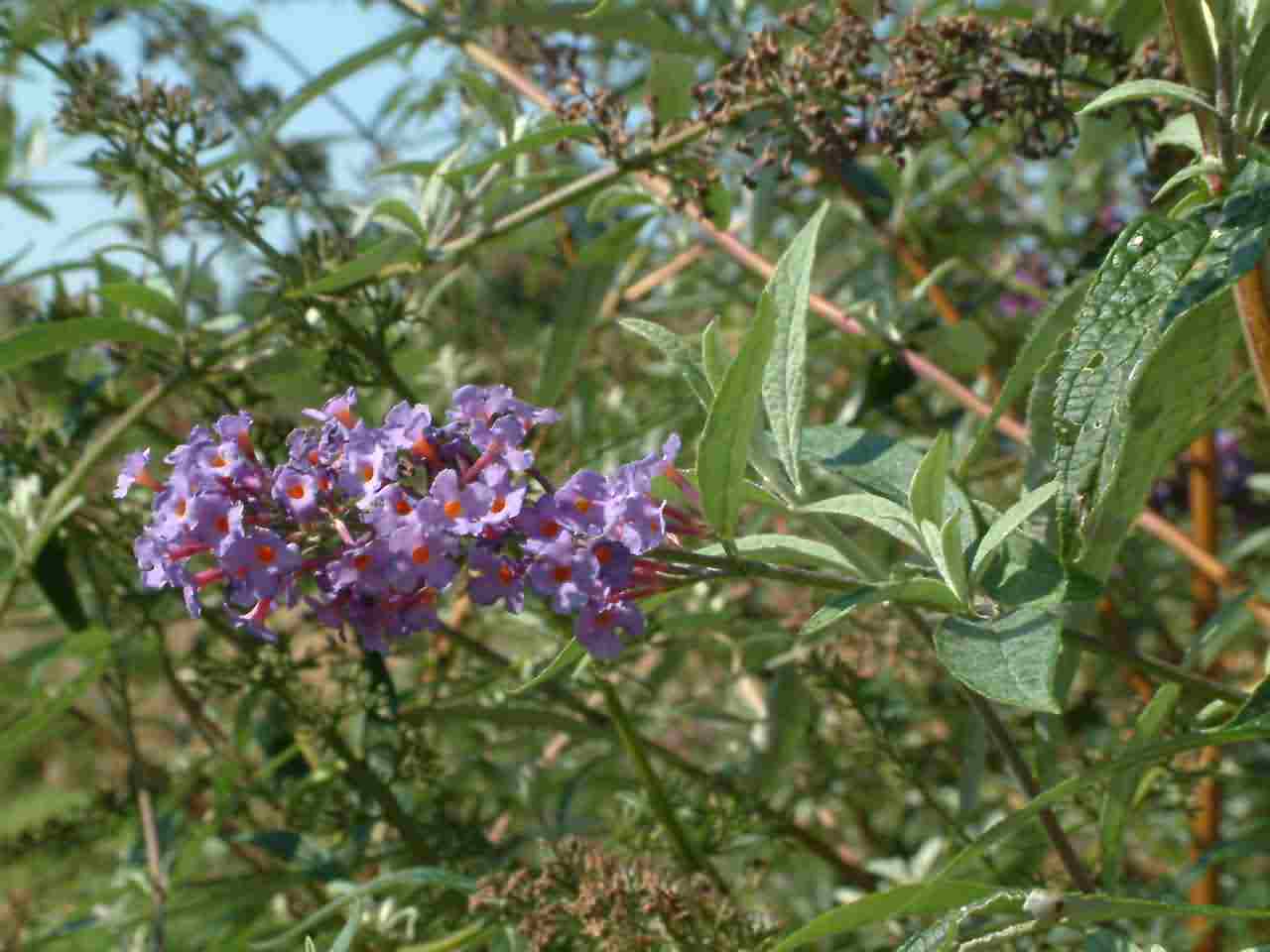 Buddleja davidii 1