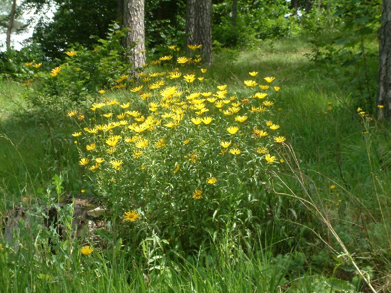 Buphthalmum salicifolium 1