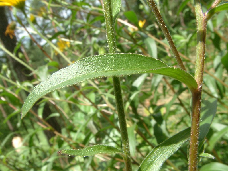 Buphthalmum salicifolium 4