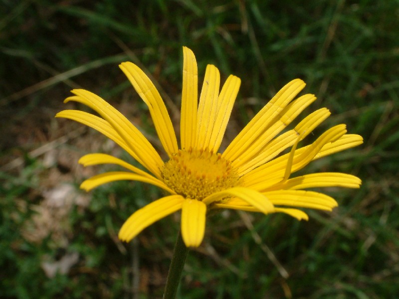 Buphthalmum salicifolium 2