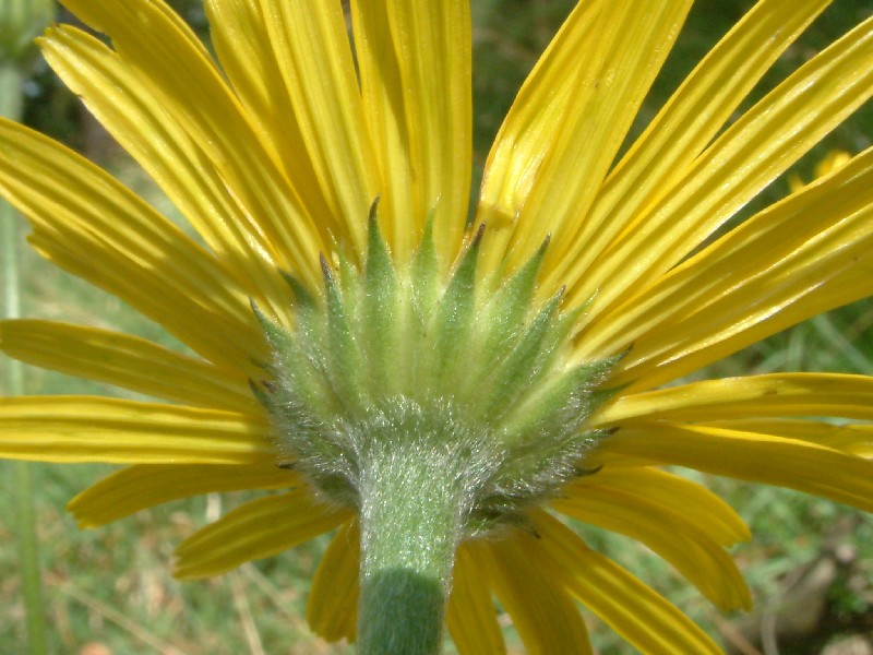 Buphthalmum salicifolium 3