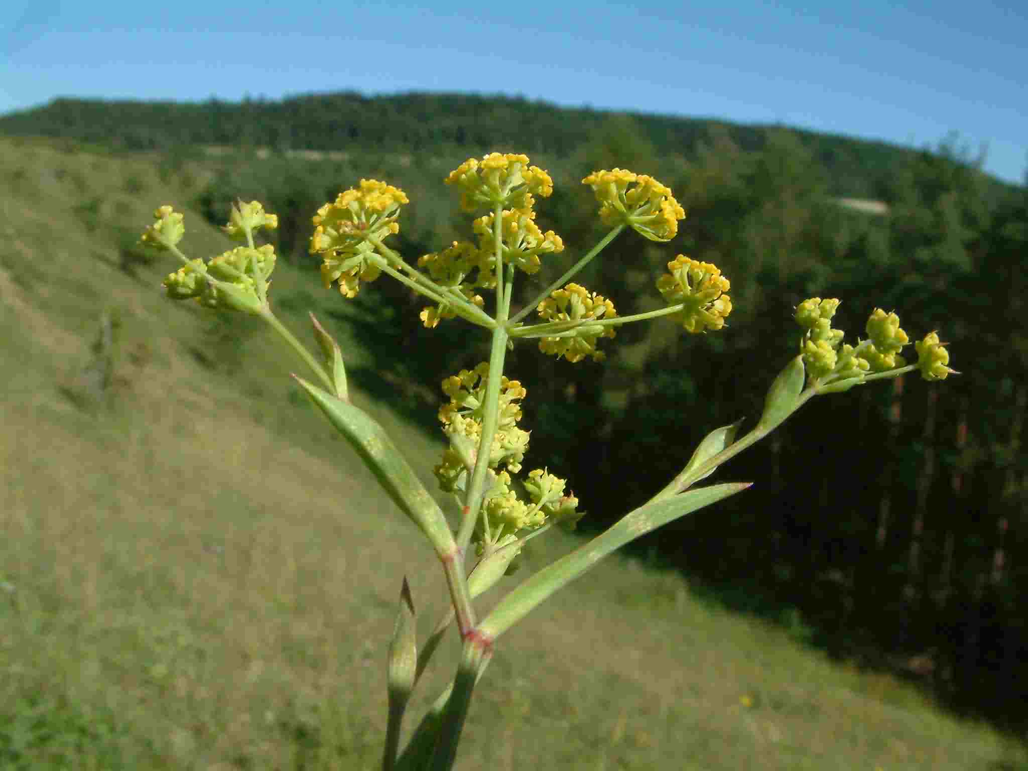 Bupleurum falcatum 1