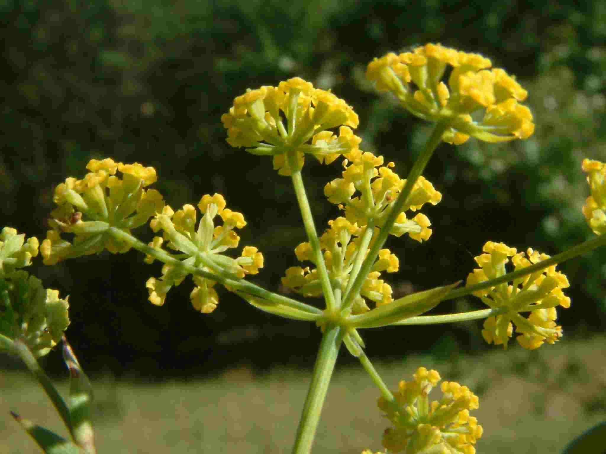 Bupleurum falcatum 2