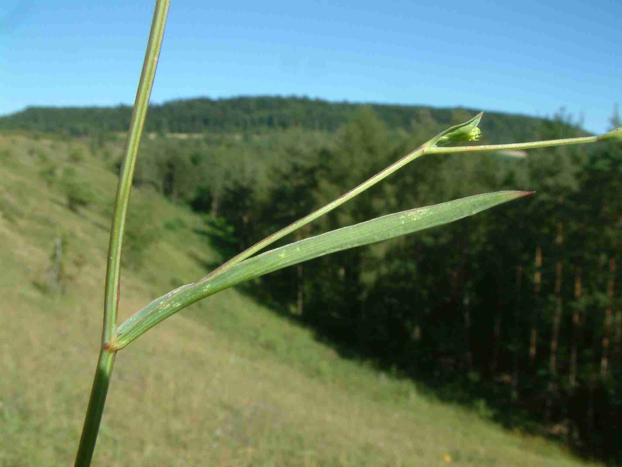 Bupleurum falcatum 3