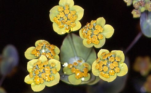 Bupleurum longifolium 2