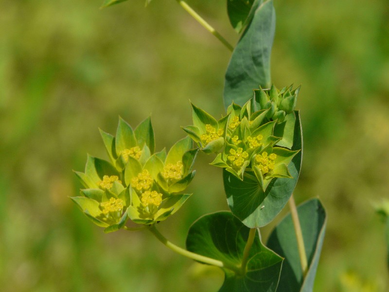 Bupleurum rotundifolium 1