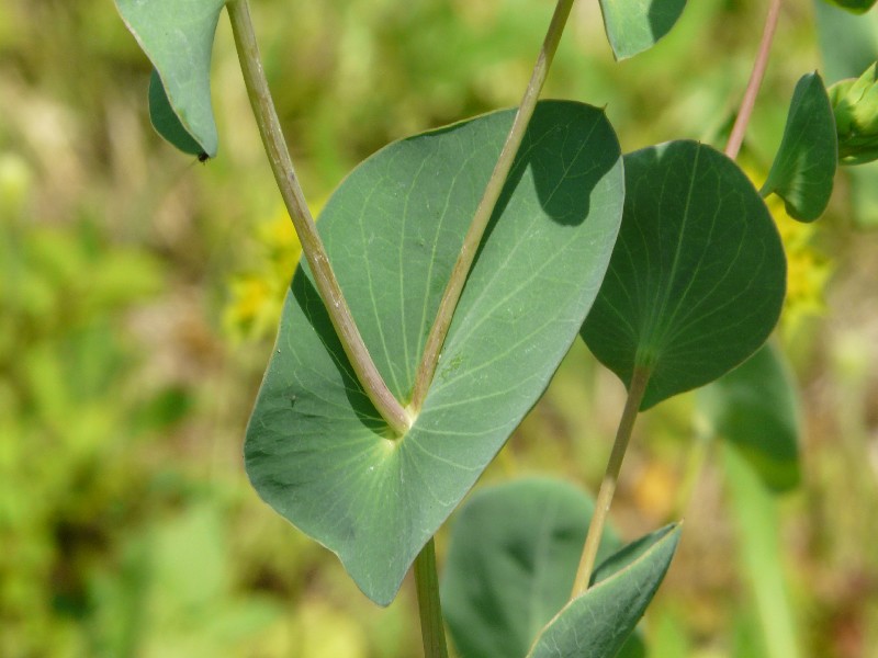 Bupleurum rotundifolium 2