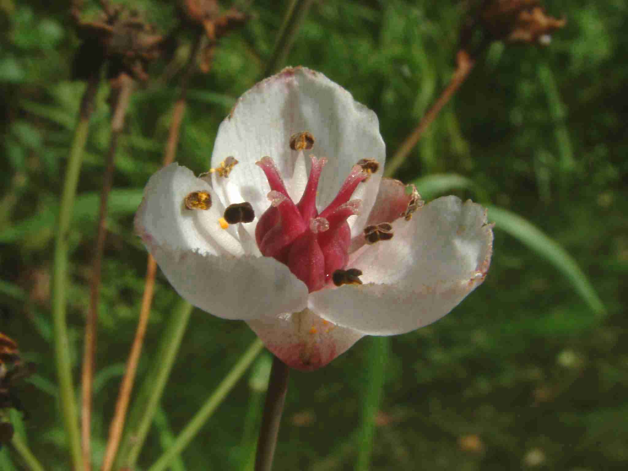 Butomus umbellatus 2