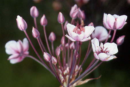 Butomus umbellatus